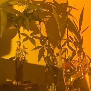 Meet your Posher, Ariana